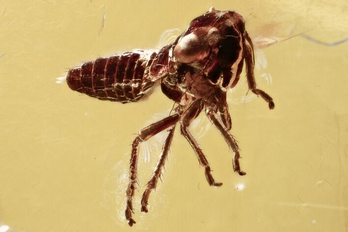 Detailed Fossil Leafhopper (Cicadellidae) In Baltic Amber #343333